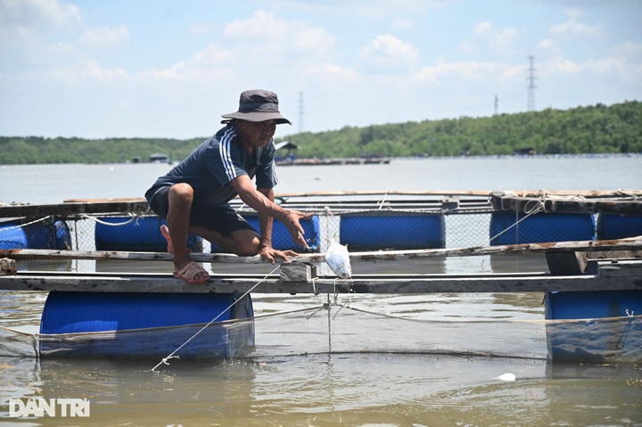 Can Gio oil spill affects many fish cages - 4