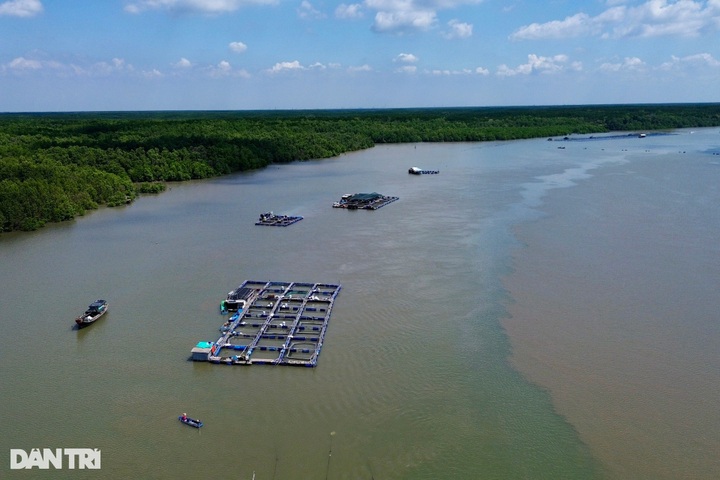 Can Gio oil spill affects many fish cages - 6