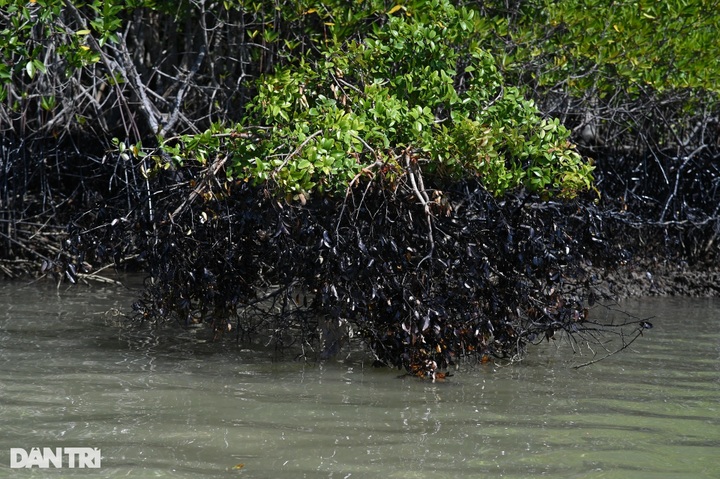 Can Gio oil spill affects many fish cages - 7