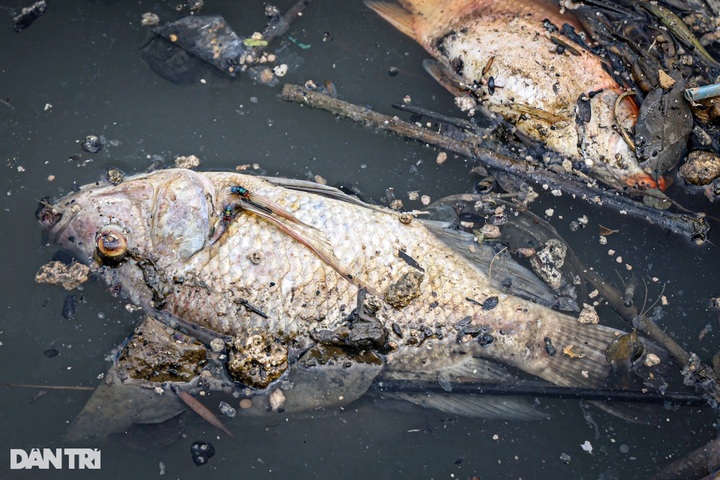 Hundreds of kilogrammes of dead fish collected from HCM City canal - 3 Hundreds of kilogrammes of dead fish collected from HCM City canal - 3