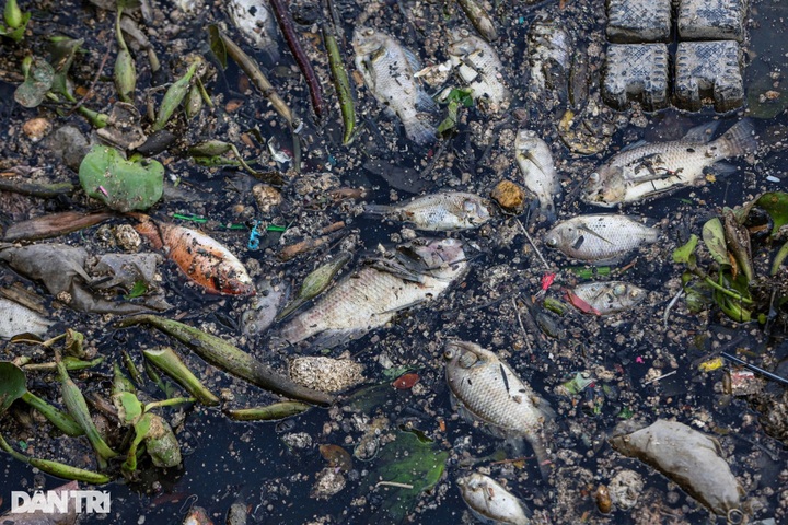 Hundreds of kilogrammes of dead fish collected from HCM City canal - 4 Hundreds of kilogrammes of dead fish collected from HCM City canal - 4