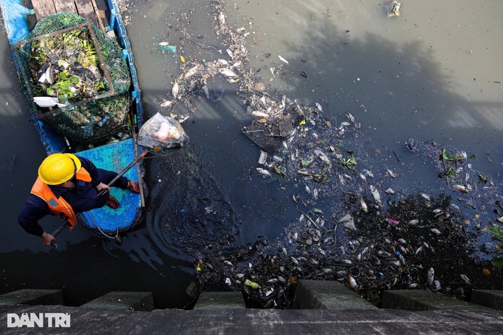 Hundreds of kilogrammes of dead fish collected from HCM City canal - 6 Hundreds of kilogrammes of dead fish collected from HCM City canal - 6