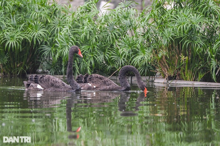 All swans at Hanoi’s Thien Quang Lake found dead - 1