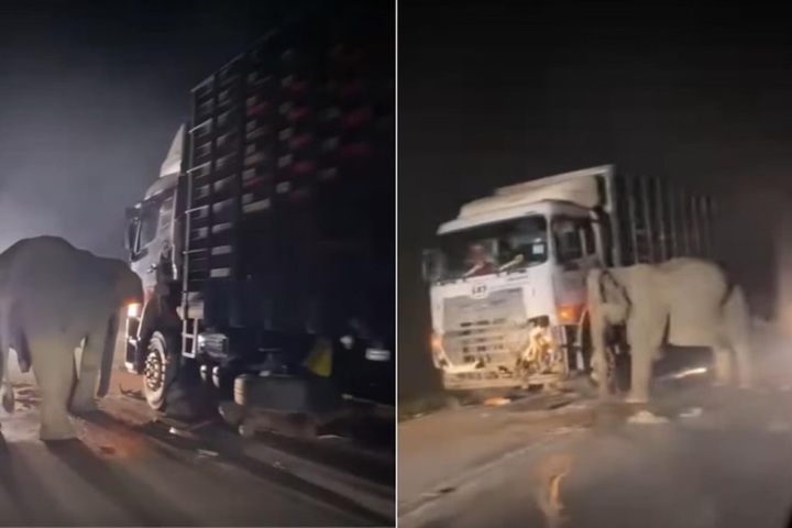 Viral Malaysia elephant death sparks calls for crossings - 1 Viral Malaysia elephant death sparks calls for crossings - 1