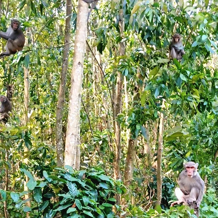 Wild monkeys trouble Quang Ngai residents - 1 Wild monkeys trouble Quang Ngai residents - 1