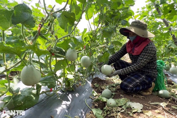 Wild monkeys trouble Quang Ngai residents - 2 Wild monkeys trouble Quang Ngai residents - 2