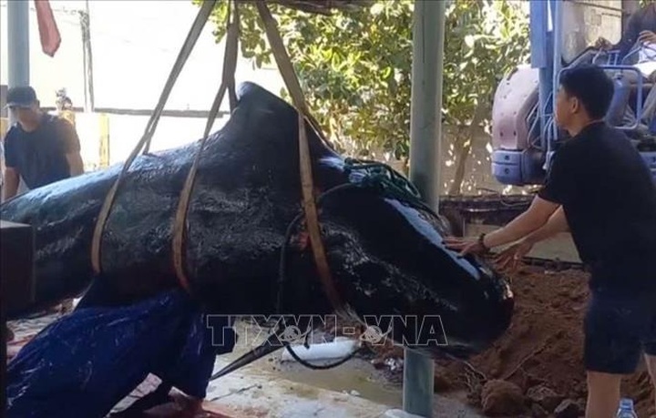 Another dead whale washes up on Quang Ngai beach - 1 Another dead whale washes up on Quang Ngai beach - 1