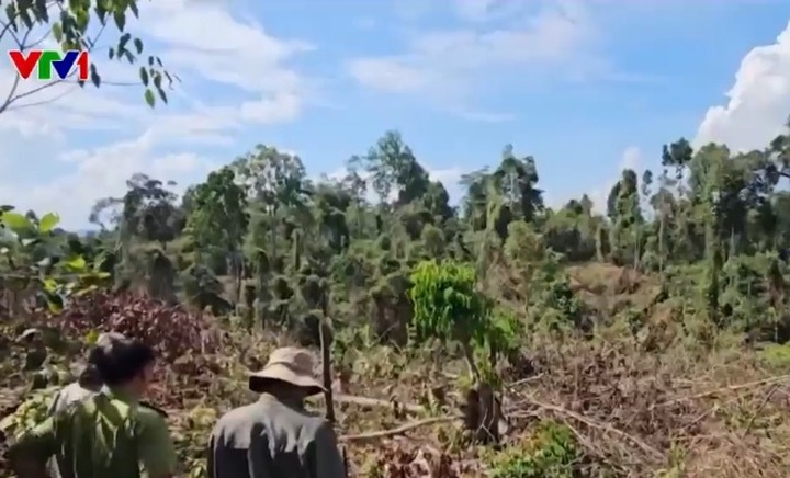 Illegal deforestation for house construction discovered in Kon Tum - 1 Illegal deforestation for house construction discovered in Kon Tum - 1