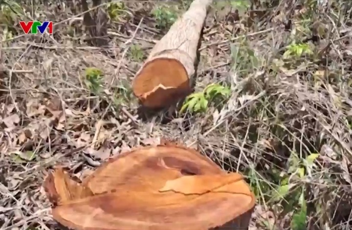 Illegal deforestation for house construction discovered in Kon Tum - 2 Illegal deforestation for house construction discovered in Kon Tum - 2