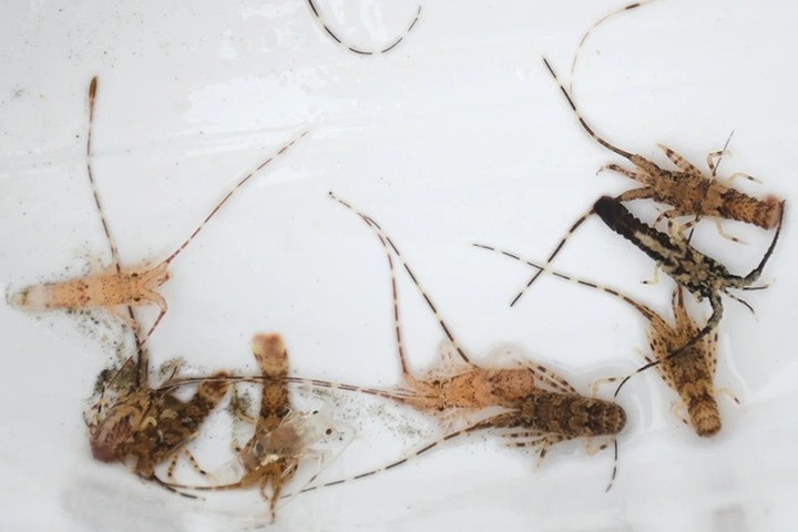 Nearly 850,000 illegal lobster seeds destroyed in Khanh Hoa - 1 Nearly 850,000 illegal lobster seeds destroyed in Khanh Hoa - 1