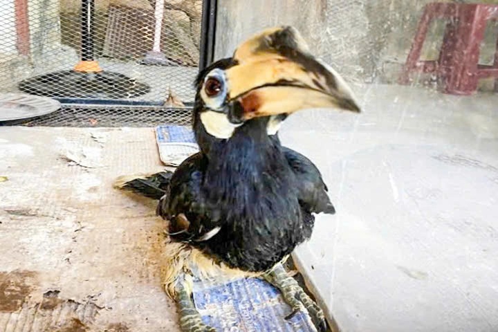 Endangered bird found in Da​nang resident’s garden - 1