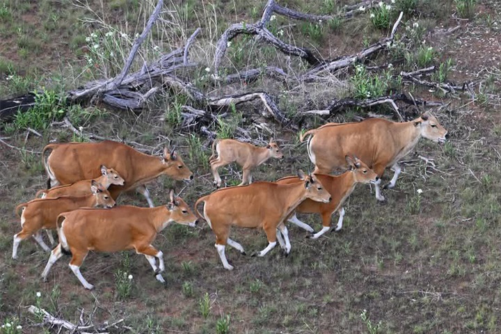 Rare wild cattle herded in Cambodia by helicopter - 1