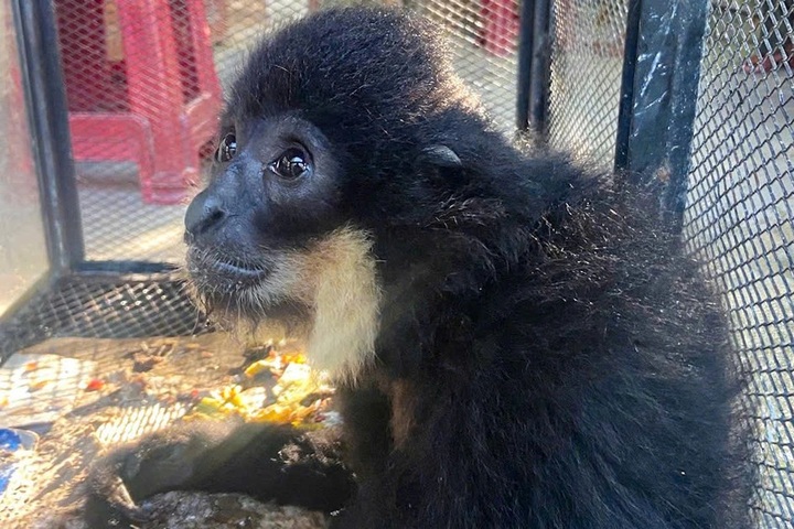 Endangered gibbon found roaming on Danang street - 1