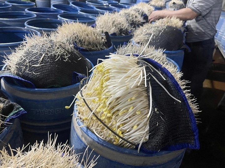 Two toxic bean sprout producers exposed in Lao Cai - 2