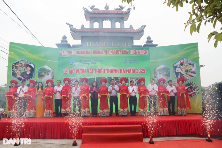 Hai Duong ships first 2025 lychee batch to Australia and Japan - 1