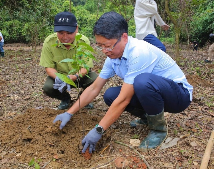 Hundreds of trees planted in Cuc Phuong National Park as part of Forestival - 1