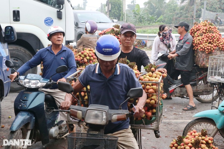 Hai Duong farmers in busy harvesting lychees - 4 Hai Duong farmers in busy harvesting lychees - 4