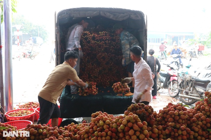 Hai Duong farmers in busy harvesting lychees - 5 Hai Duong farmers in busy harvesting lychees - 5
