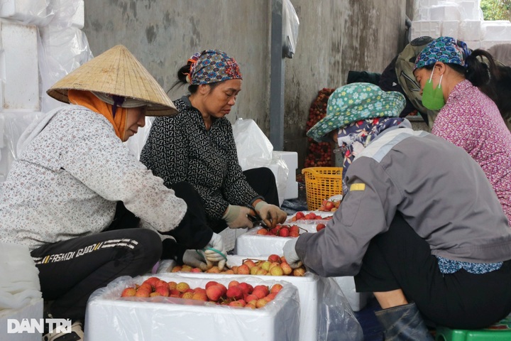Hai Duong farmers in busy harvesting lychees - 6 Hai Duong farmers in busy harvesting lychees - 6