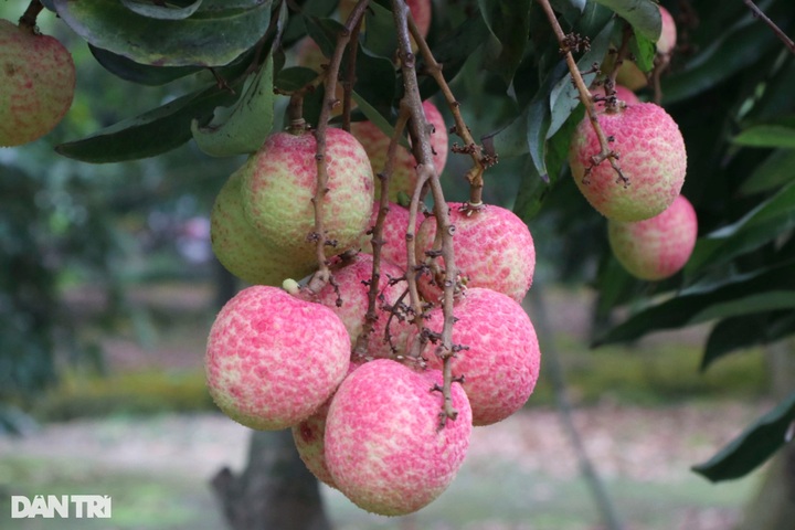 Hai Duong farmers in busy harvesting lychees - 7 Hai Duong farmers in busy harvesting lychees - 7
