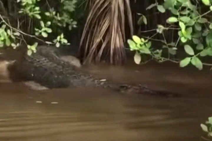 150-kilogramme crocodile spotted in Ben Tre canal - 1 150-kilogramme crocodile spotted in Ben Tre canal - 1