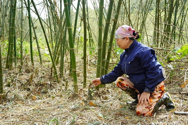 Locust swarm devastates bamboo crops in Quang Binh - 2 Locust swarm devastates bamboo crops in Quang Binh - 2