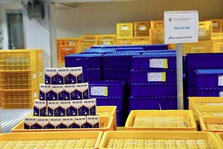 Vietnam to soon export first batch of ASF vaccine to Indonesia - 1 Vietnam to soon export first batch of ASF vaccine to Indonesia - 1