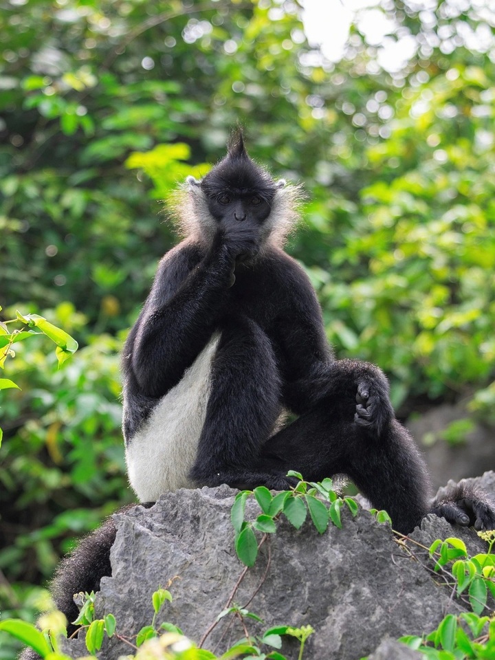 Delacour’s langur family thrives in Trang An World Heritage site - 2