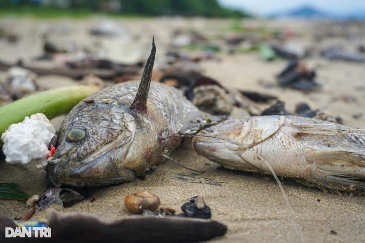 Danang beach left strewn with rubbish after torrential rain - 4