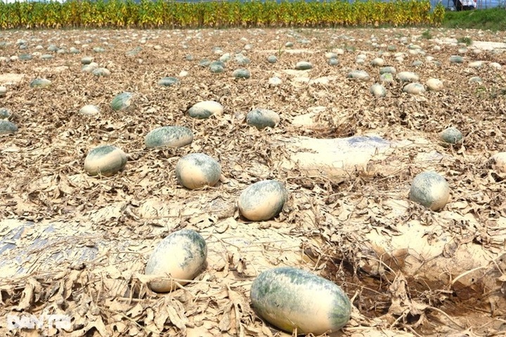 Central Vietnam farmers suffer heavy losses from unusual floods - 4