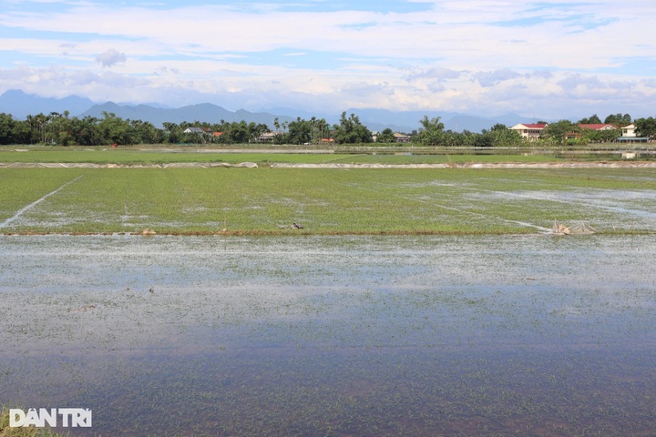 Central Vietnam farmers suffer heavy losses from unusual floods - 1