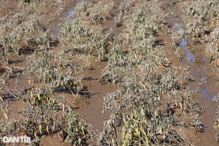 Central Vietnam farmers suffer heavy losses from unusual floods - 2