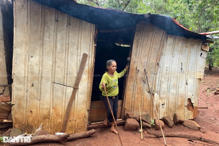 Elderly Gia Lai woman lives alone in dilapidated shack - 1