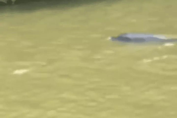 Dolphin strays into Ca Mau river - 1