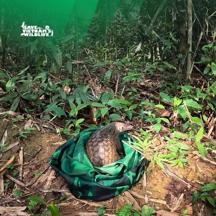 Twelve rare pangolins released back into the wild in Vietnam - 2
