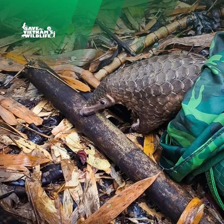 Twelve rare pangolins released back into the wild in Vietnam - 1