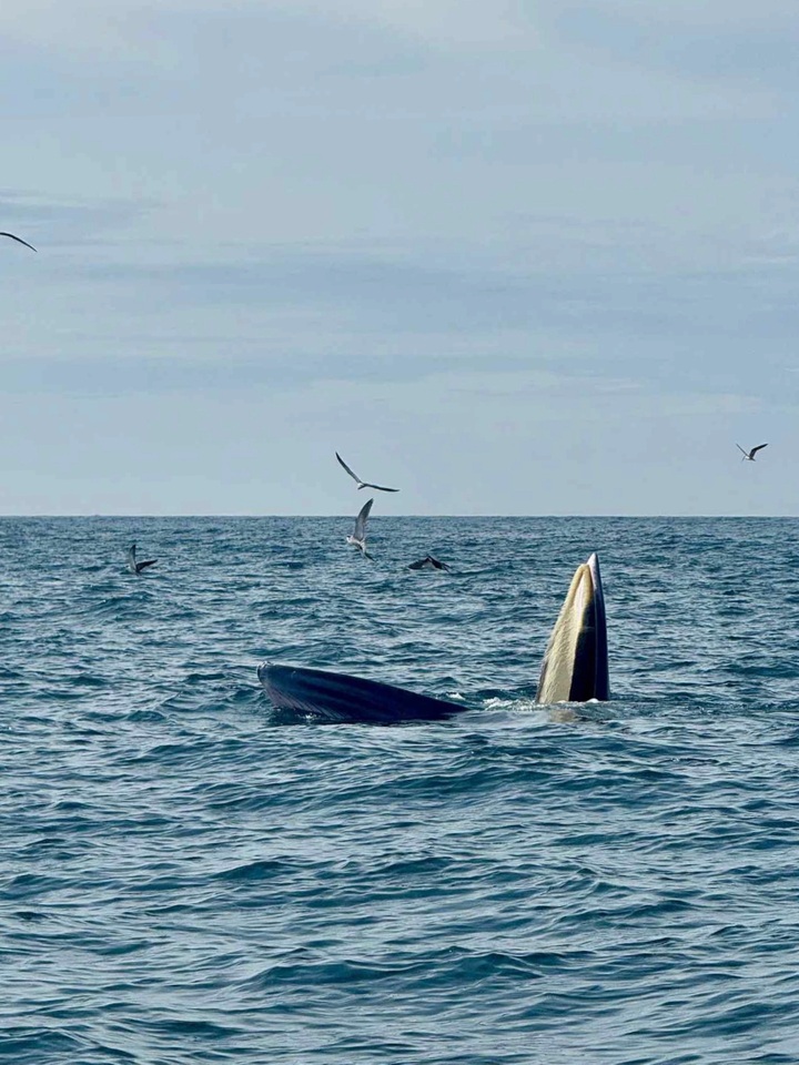 Whale sightings draw tourists to Vinh Hy Bay - 1 Whale sightings draw tourists to Vinh Hy Bay - 1