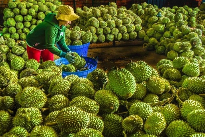 Vietnam invites Chinese experts to inspect durian export chain - 1