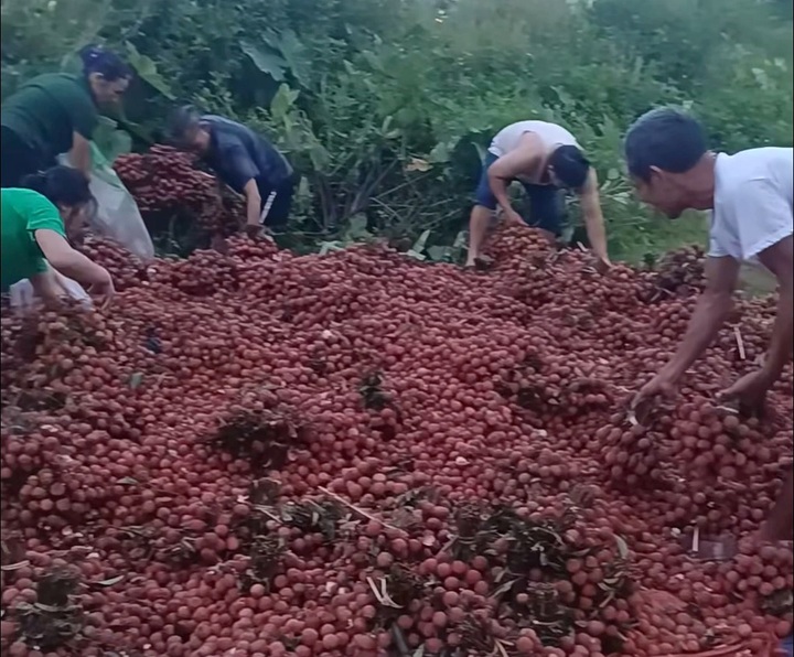 Overturned lychee-carrying truck has fruit taken after accident - 1 Overturned lychee-carrying truck has fruit taken after accident - 1