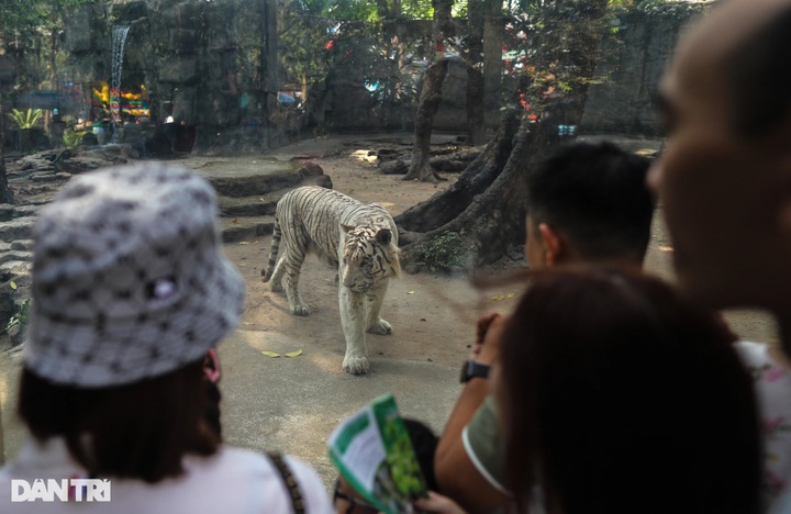 White Bengal tiger dies at Saigon Zoo on tenth birthday - 1