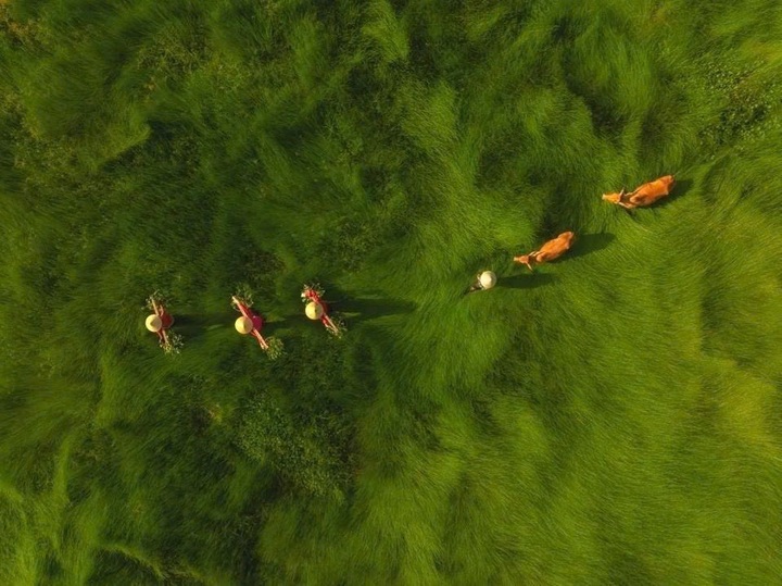Photo of Vietnam sedge harvest honoured at international photo contest - 1