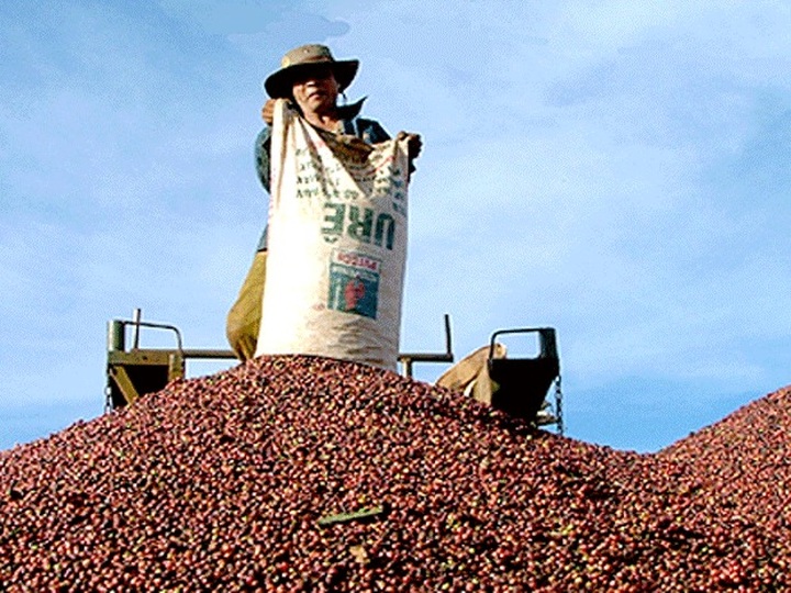 Vietnam’s 2025 coffee exports to hit record USD 7.5 billion - 1 Vietnam’s 2025 coffee exports to hit record USD 7.5 billion - 1