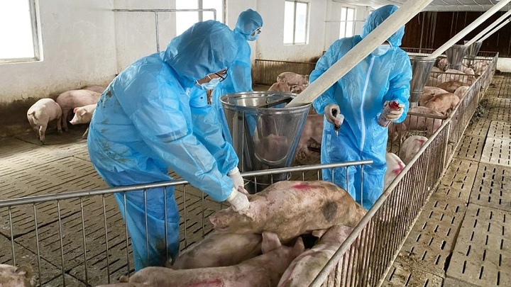 PM orders urgent action to contain African swine fever outbreak - 1 PM orders urgent action to contain African swine fever outbreak - 1