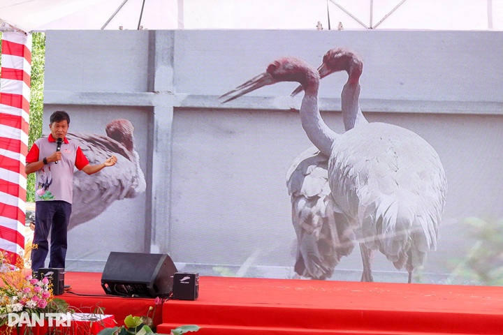 One red-crowned crane dies after transfer from Thailand to Vietnam - 1