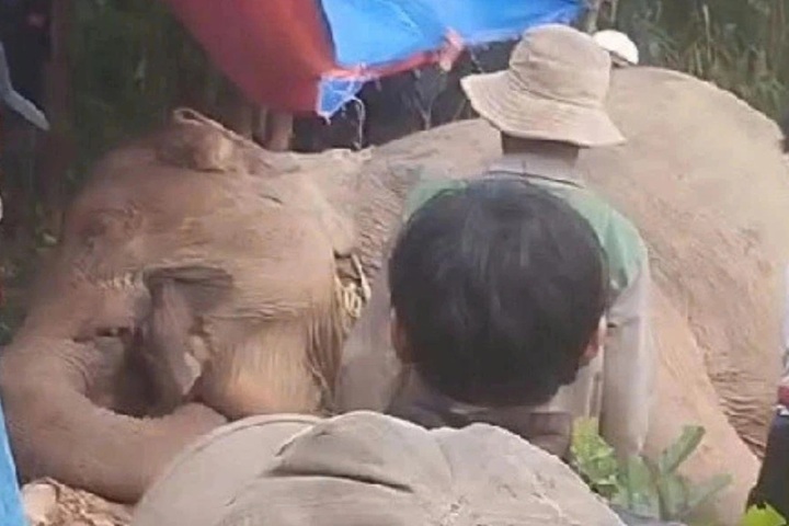 51-year-old female elephant dies in forest, likely during mating accident - 1 51-year-old female elephant dies in forest, likely during mating accident - 1