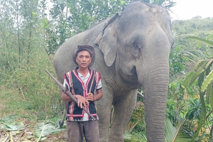 Dak Lak family mourns death of elephant after tragic forest accident - 1