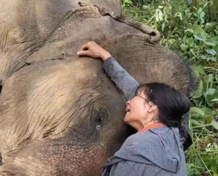 Dak Lak family mourns death of elephant after tragic forest accident - 2