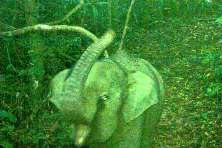 Newborn elephant spotted in Danang conservation area - 1