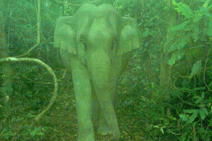Newborn elephant spotted in Danang conservation area - 2