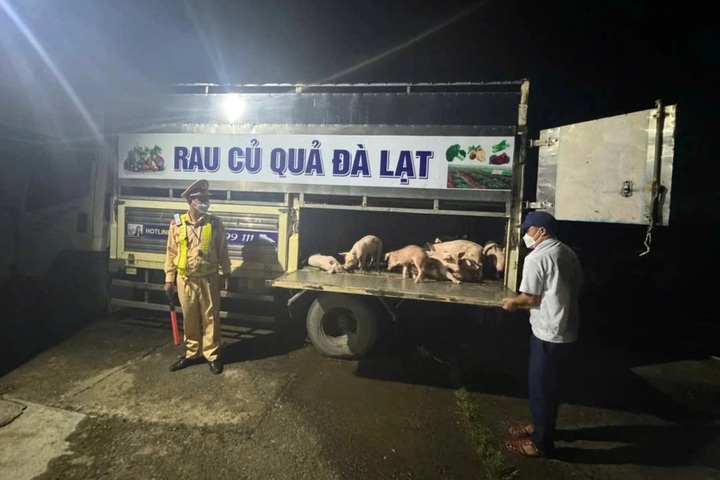 Truck caught carrying nearly 100 infected pigs - 1 Truck caught carrying nearly 100 infected pigs - 1
